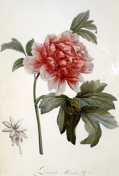 Paeonia Moutan, published 1799 (colour stipple engraving) by Dutch School